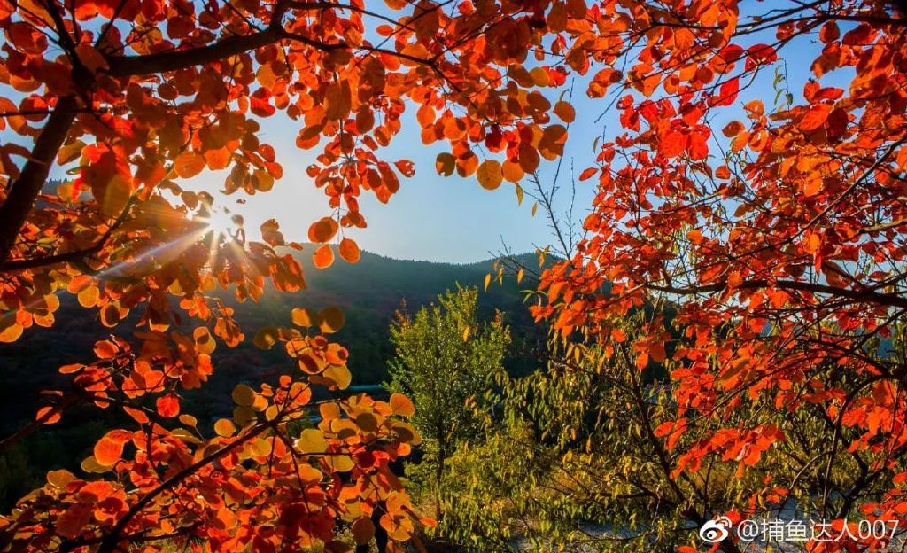 济南免费赏红叶“天花板”，盘山+赏红叶，一条线路就go了！休闲区蓝鸢梦想 - Www.slyday.coM
