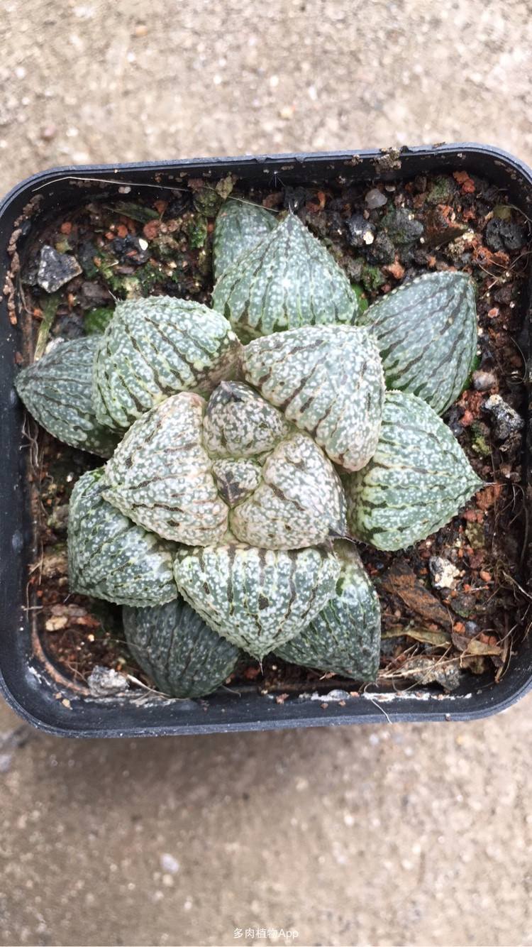 这种多肉可是冷门品种名叫白银寿