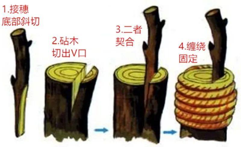 仙人掌的结构示意图图片