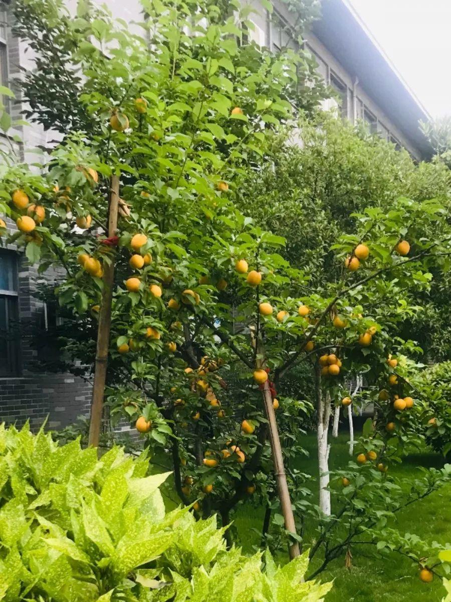 18种果树,最适合家养,风水好果子甜!|南方|甘肃|品种_新浪新闻