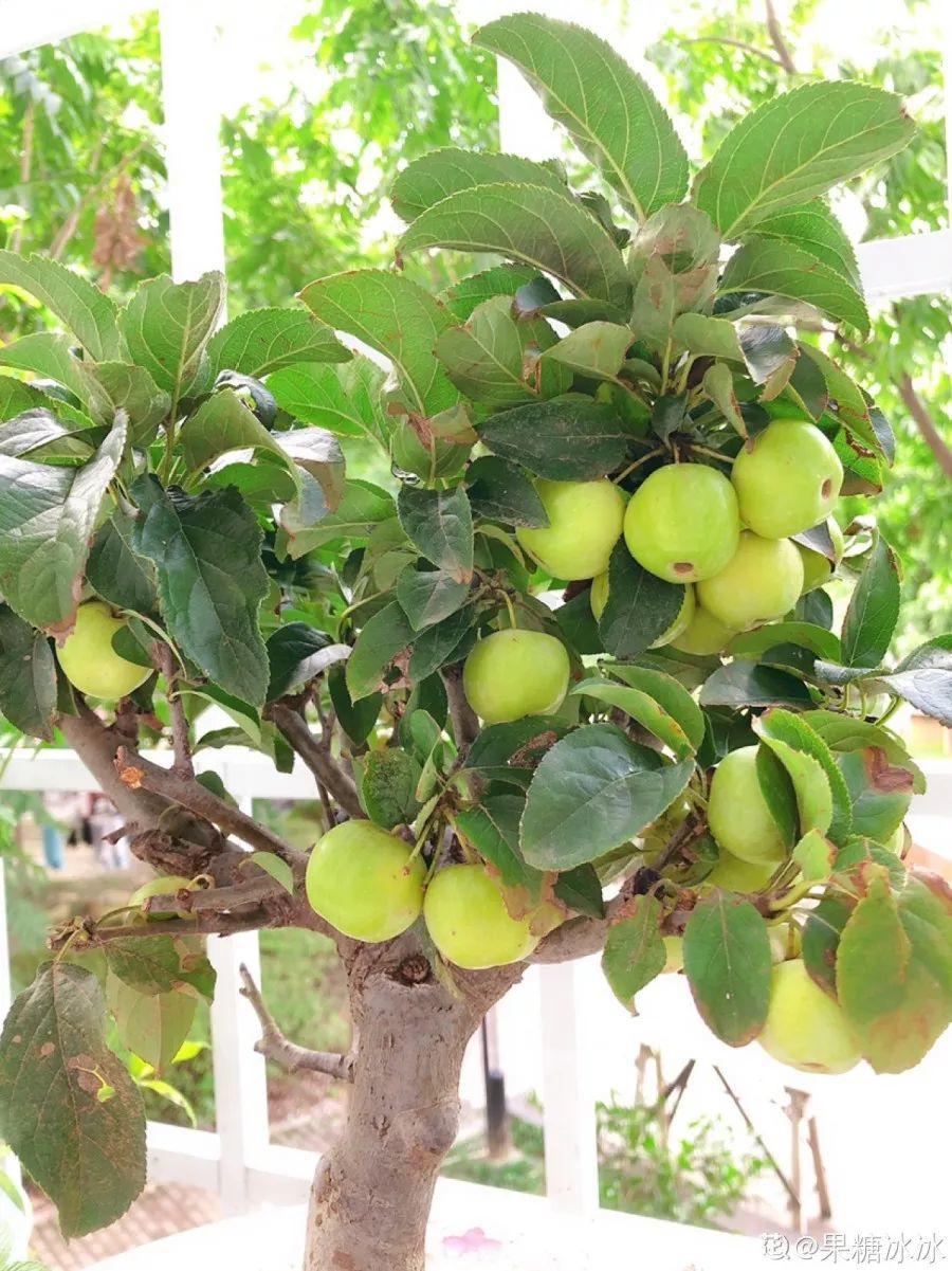 18种果树,最适合家养,风水好果子甜!