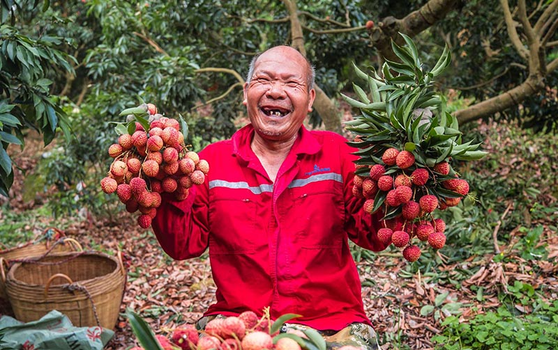 广西容县祖立村荔枝丰收果农欢乐