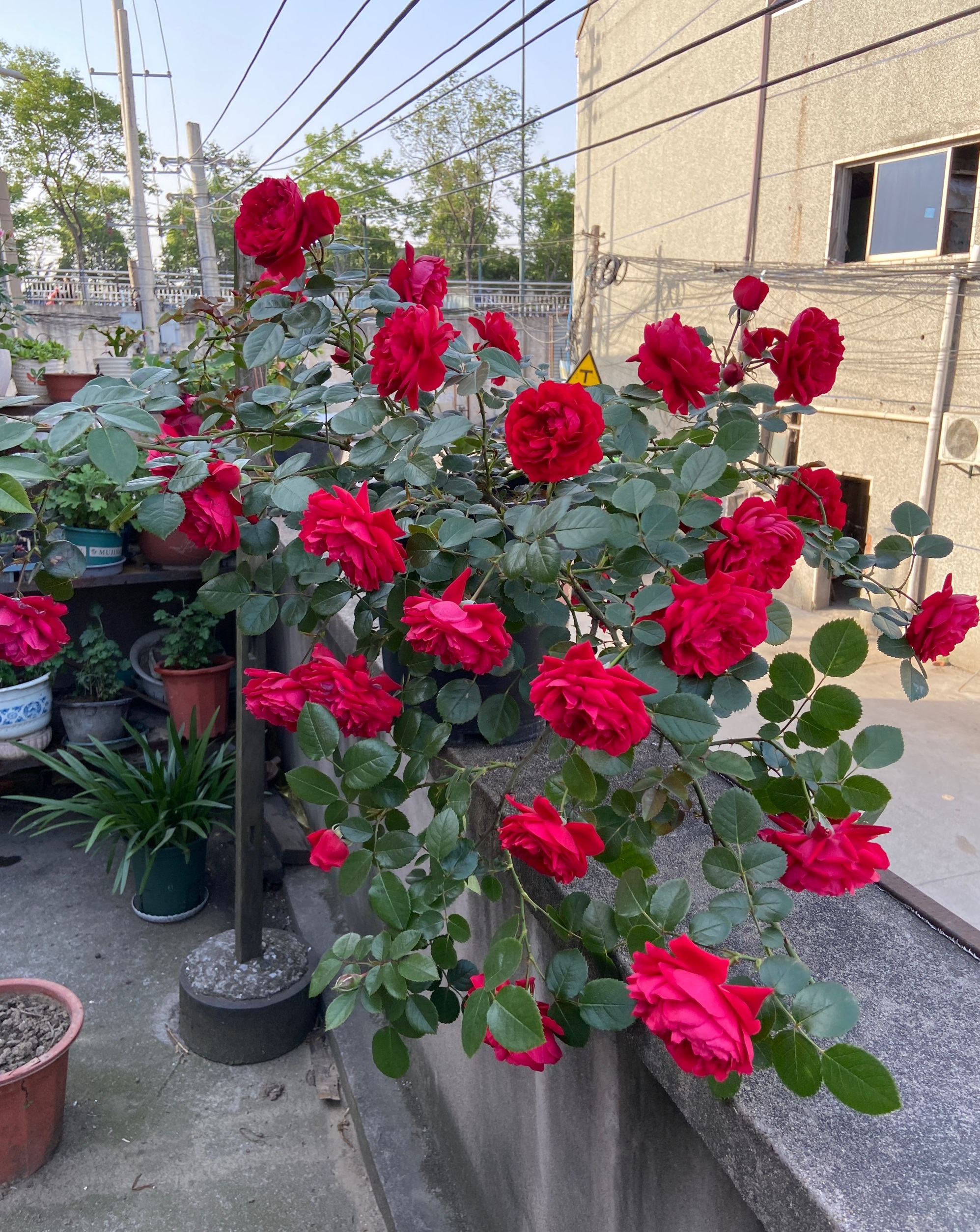 月季"佛罗伦萨"—美胜玫瑰,花香怡人,院子养一棵!