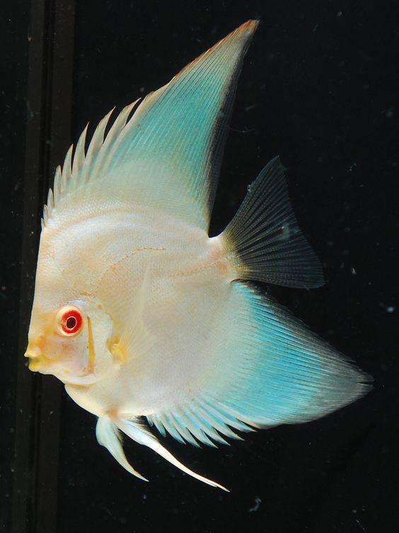 水族圈子里很少见的热带鱼品系"长鳍七彩神仙鱼"……_高清图集_新浪网