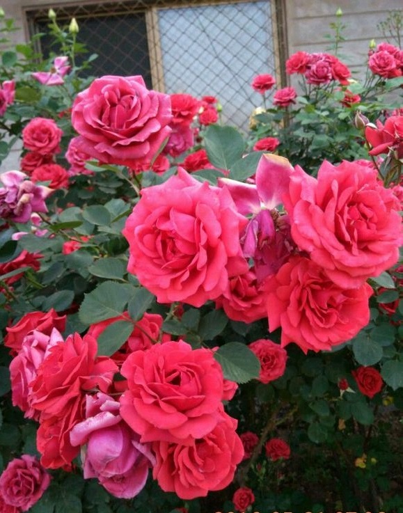 古老月季—绯扇,不输欧月日月,花大色艳香浓,四季都有花看!