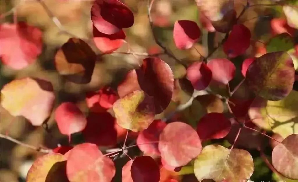 黄龙的秋天已送达,满山红叶惊艳来袭……休闲区蓝鸢梦想 - Www.slyday.coM 黄龙的秋天已送达,满山红叶惊艳来袭……休闲区蓝鸢梦想 - Www.slyday.coM