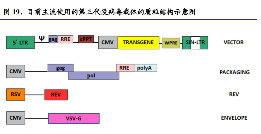 3. 当前使用最广泛的两种病毒载体:腺相关病毒(aav)和慢病毒(lv)