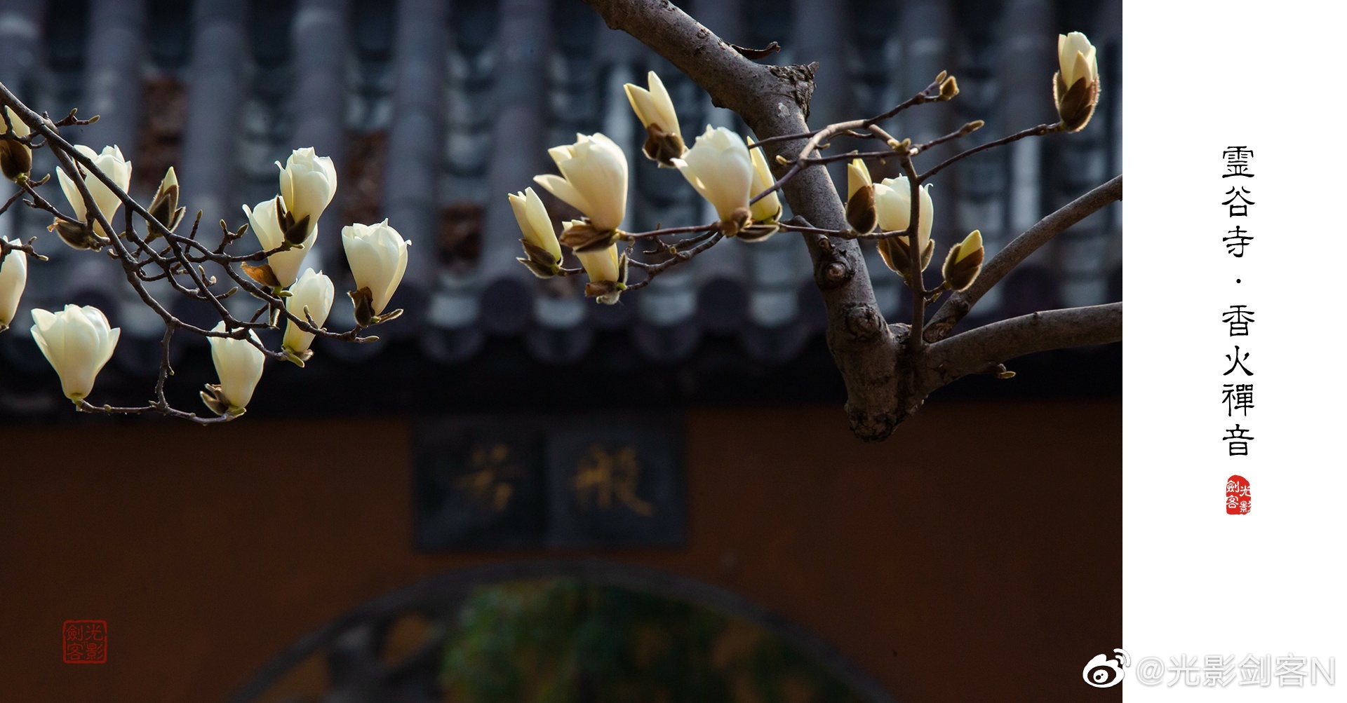 灵谷寺,玉兰花开,香火禅音......