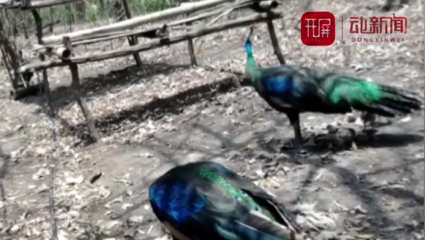 快来看 云南监测到绿孔雀小宝宝出巢啦 快来看 云南监测到绿孔雀小宝宝出巢啦