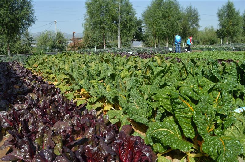 宁夏蔬菜引客商 合作共建促增收