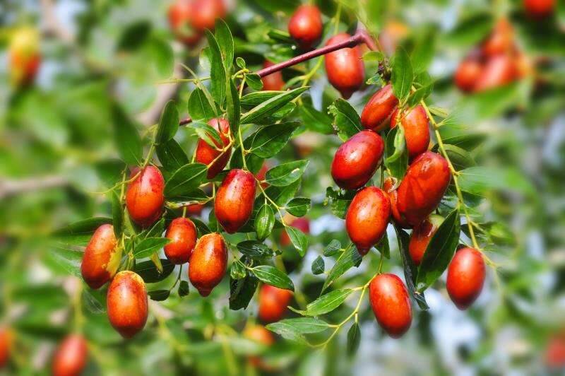 山东宁阳2020中国农民丰收节暨"宁阳大枣" 品牌全景发布会举行!