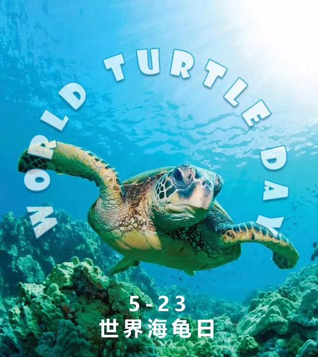 海龟古老的爬行动物523世界海龟日