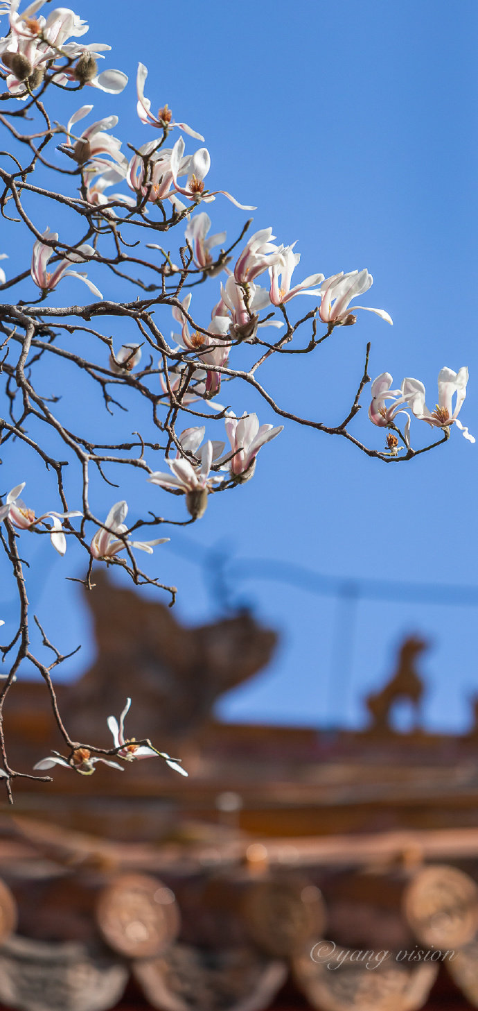北京景山公园春景,飞檐红墙之间的望春玉兰已盛开
