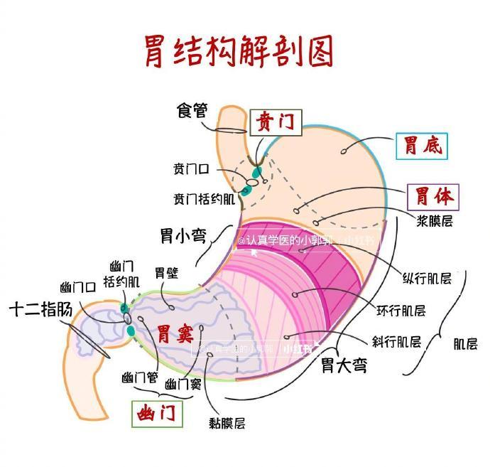 内脏|器官|人体_新浪新闻
