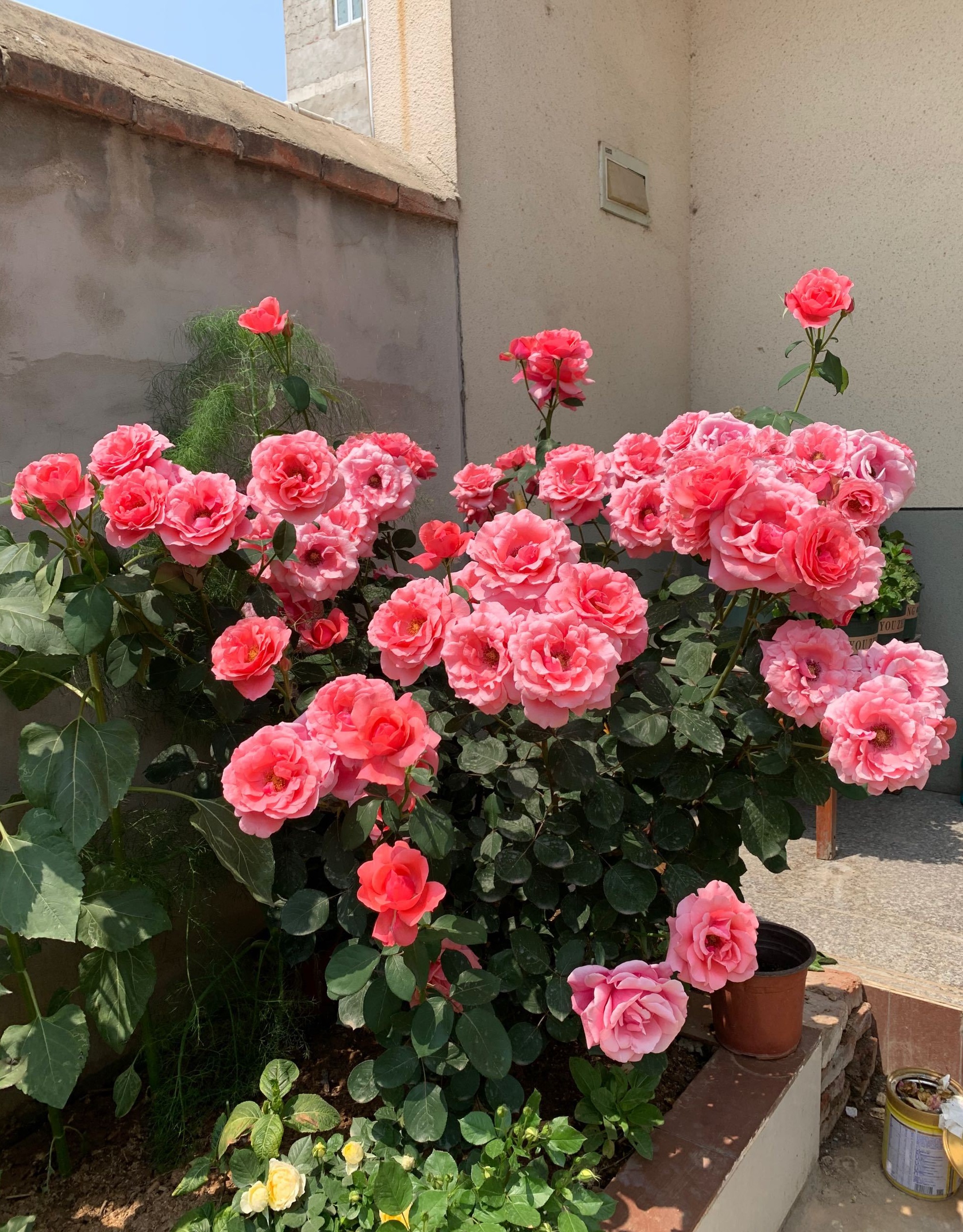 这种花名叫"粉扇"(pink fan),绯扇的芽变品种,中国知名月季花育种家