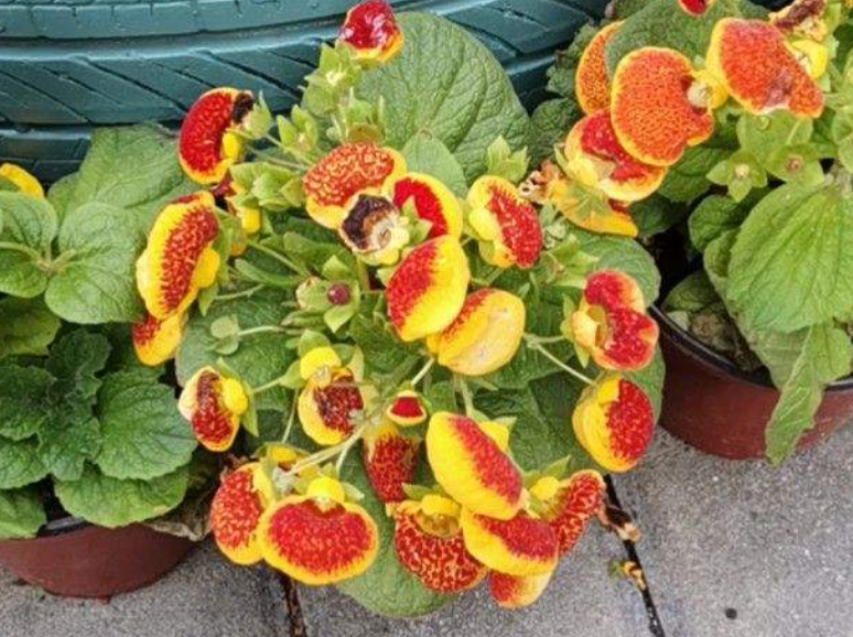 家里养盆钱袋子花新的一年祈祷好运招财进宝好兆头