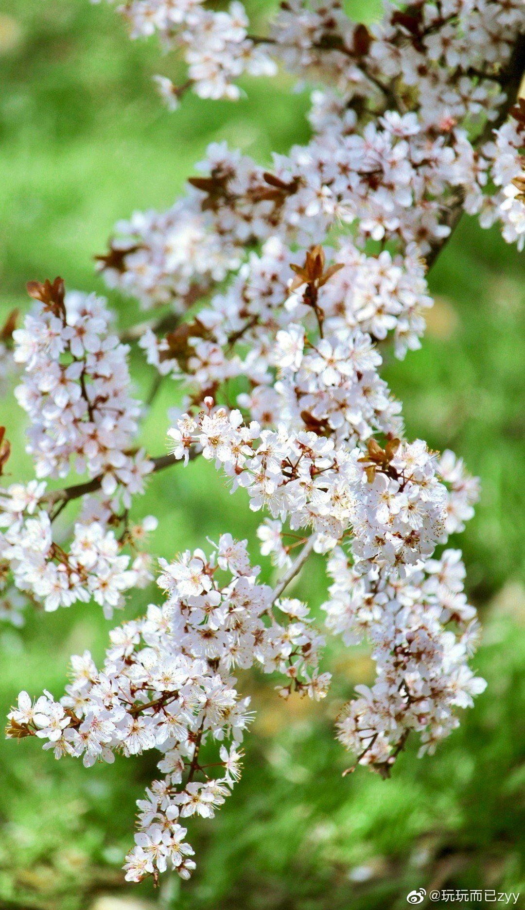 滨江公园一片片的紫叶李花娇艳绽放