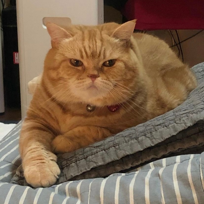 大头橘猫 好圆好可爱._高清图集_新浪网