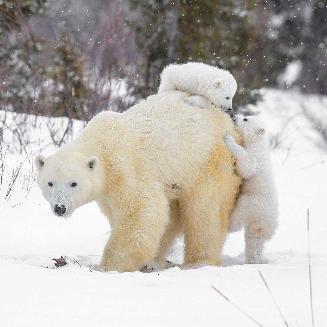 瓦普斯克国家公园的北极熊一家 | 摄影师hao jiang_高清图集_新浪网