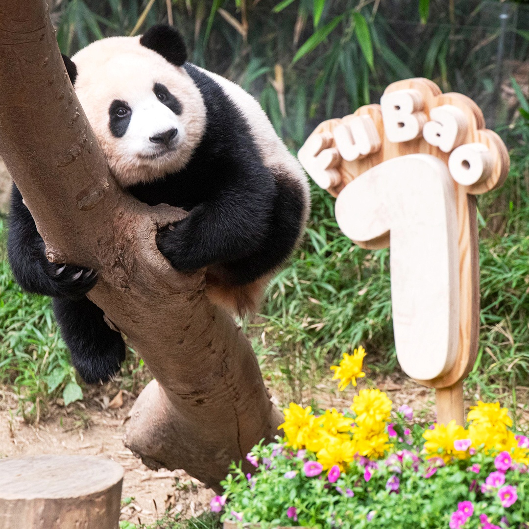 重生八零做团宠小福宝