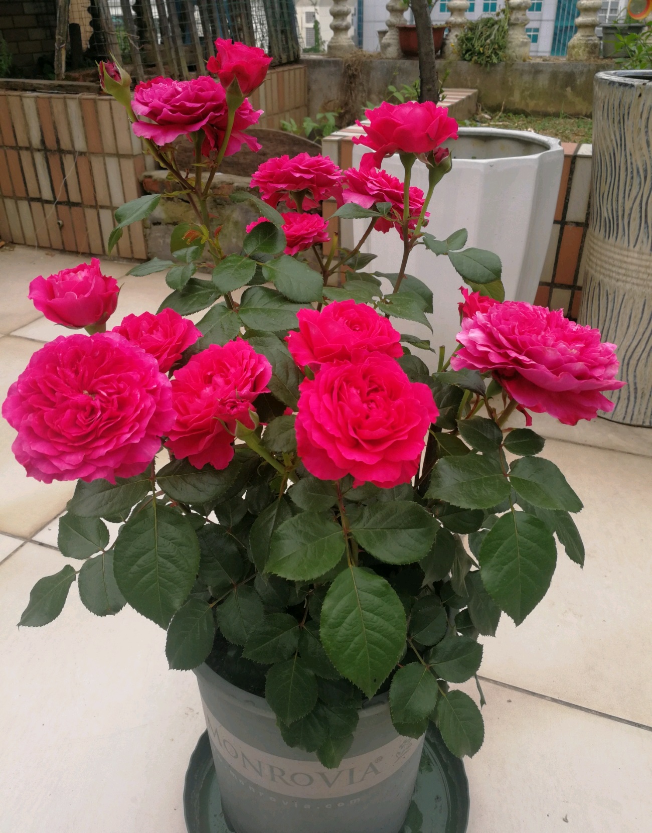 达芬奇|四季|月季花_新浪新闻