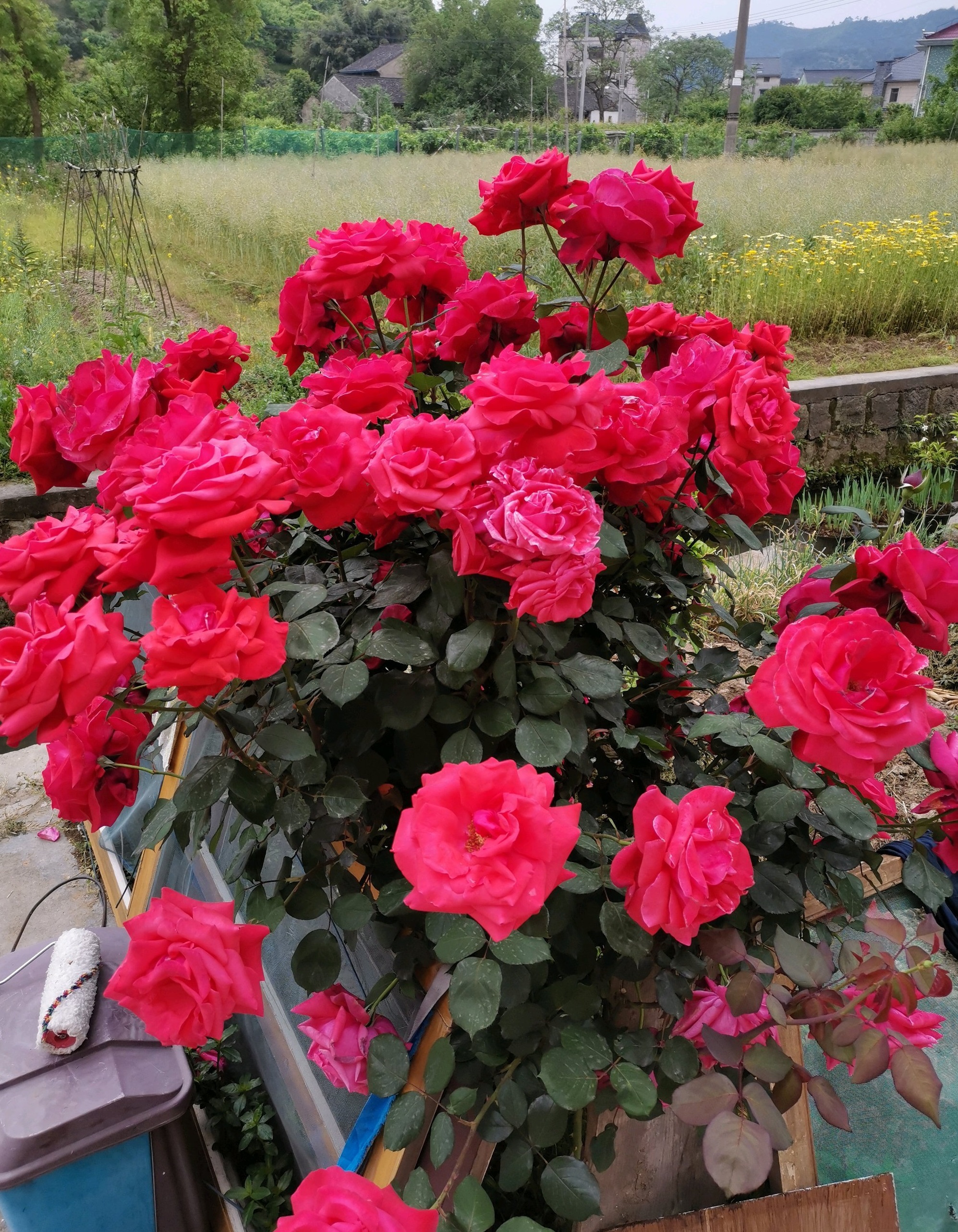 古老月季—绯扇,不输欧月日月,花大色艳香浓,四季都有花看!