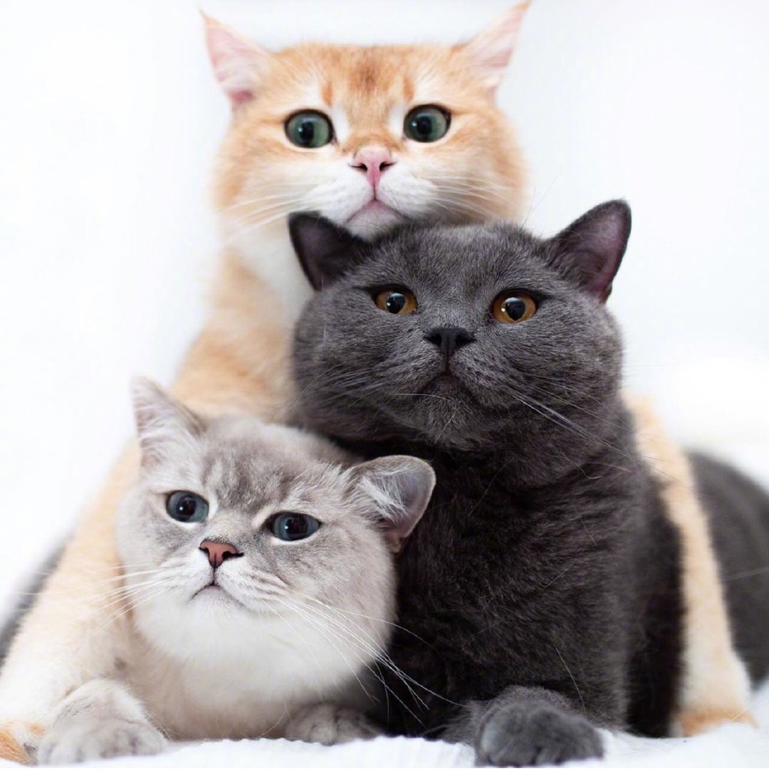 我们一起玩叠猫猫