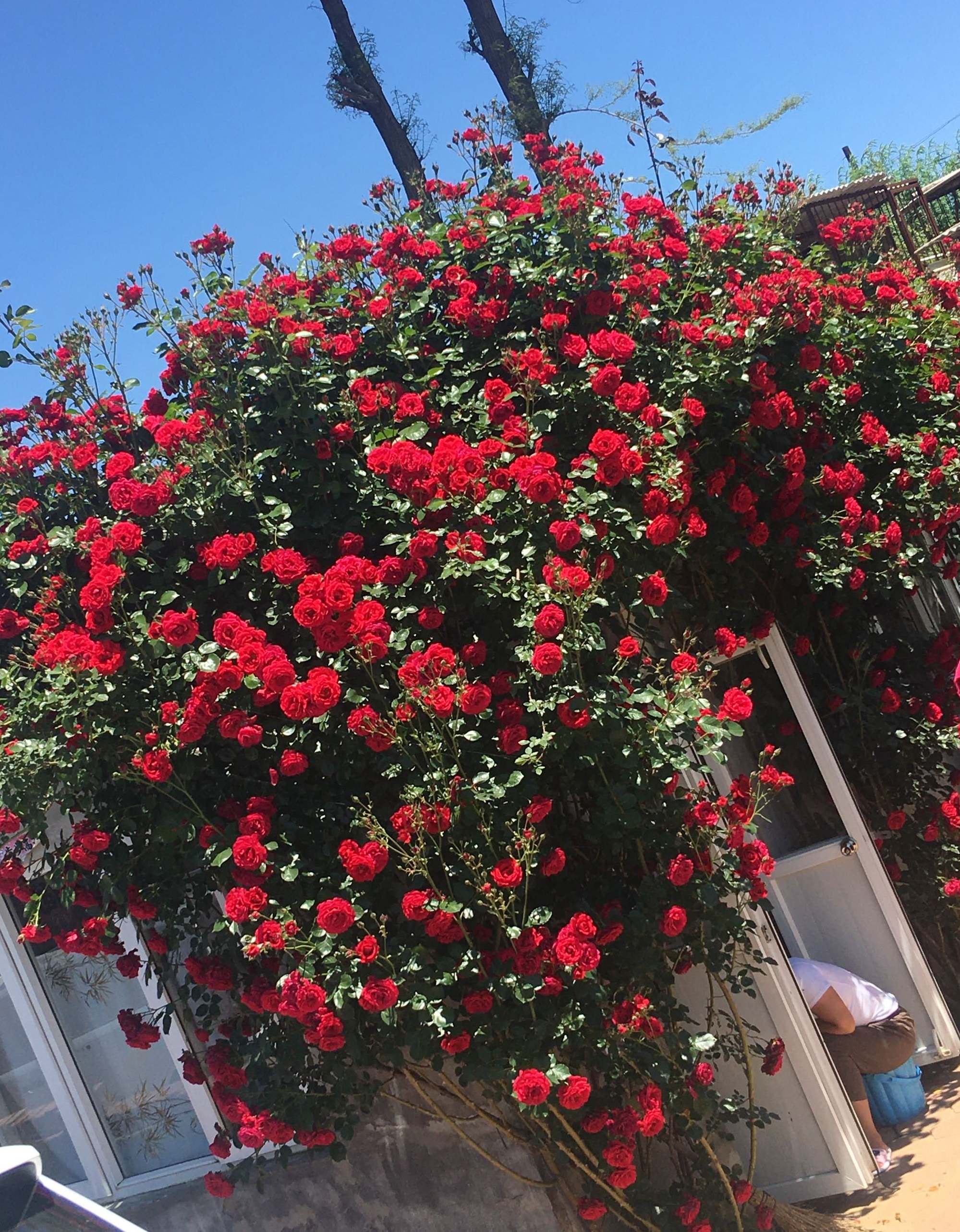 月季"佛罗伦萨"—美胜玫瑰,花香怡人,院子养一棵!