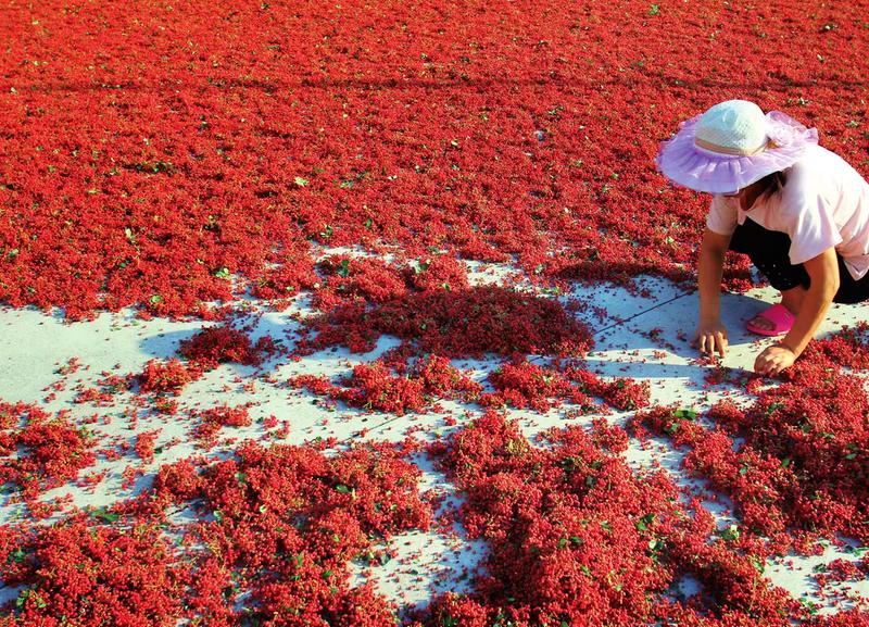 宝鸡村庄里的丰收笑脸休闲区蓝鸢梦想 - Www.slyday.coM