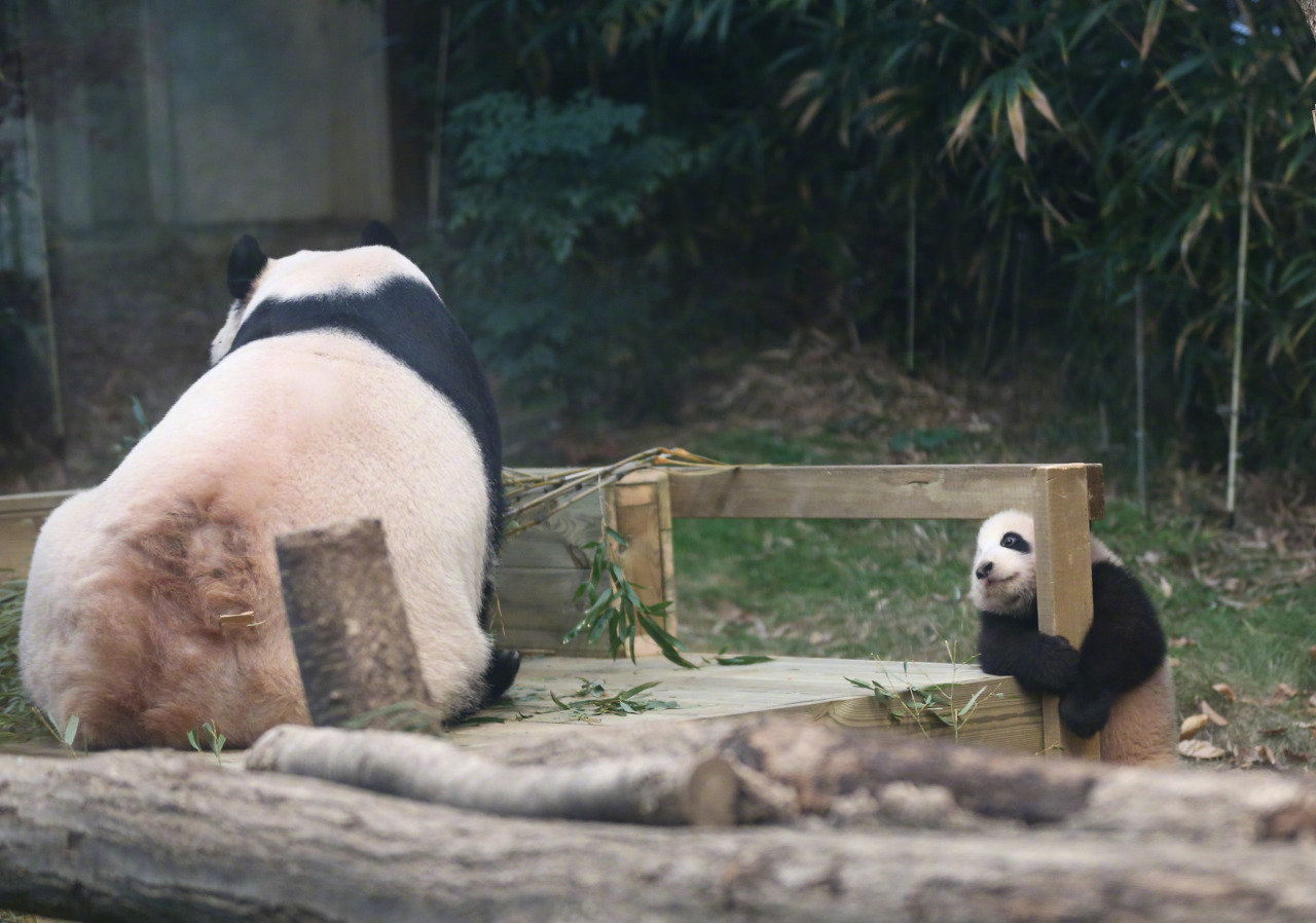 中国熊猫亮相韩国 三星爱宝乐园“熊猫世界”迎公众开放日_新浪新闻