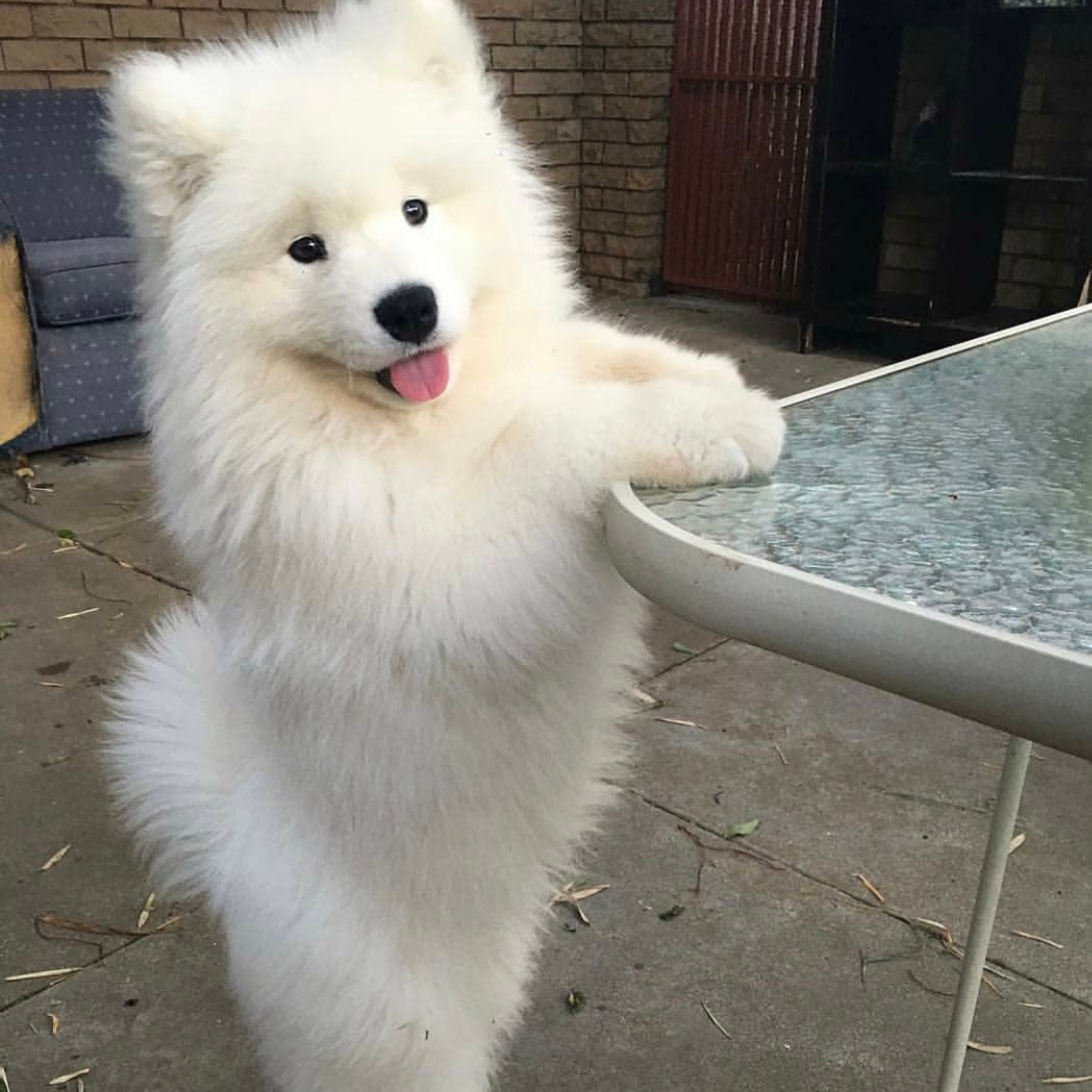 奶萌奶萌的小萨摩耶