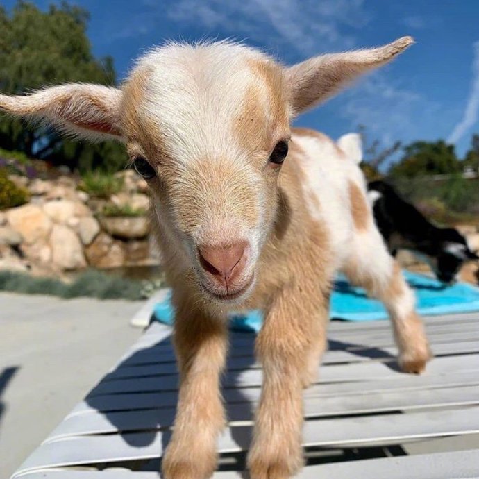 超级治愈羊咩咩开启一天好心情