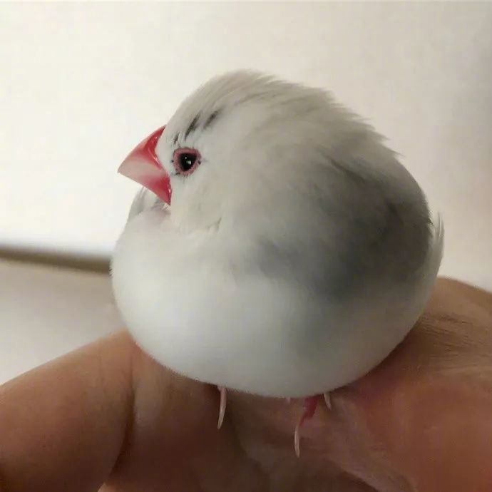 敲可爱小肥啾早安