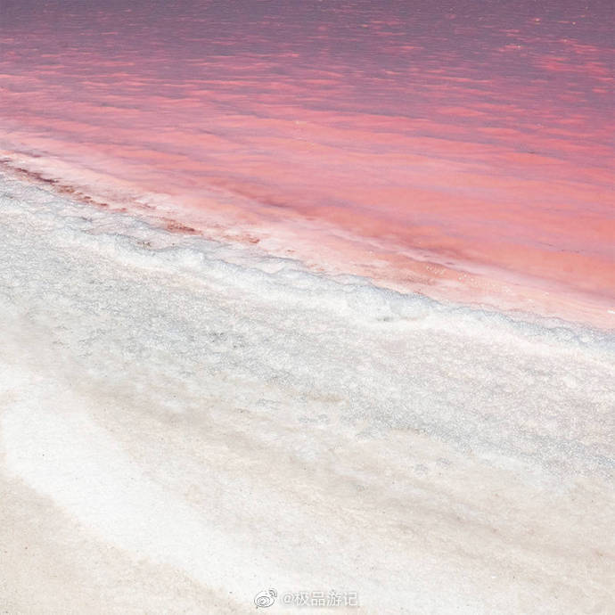 澳大利亚的粉色海洋