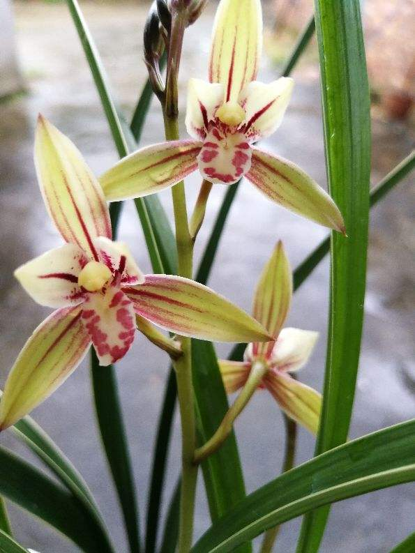 建兰要想开花养护要记住4个巧妙花朵开得才会多