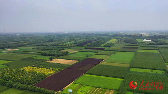 河北省博野县杜各庄村中药材基地 杨浩摄