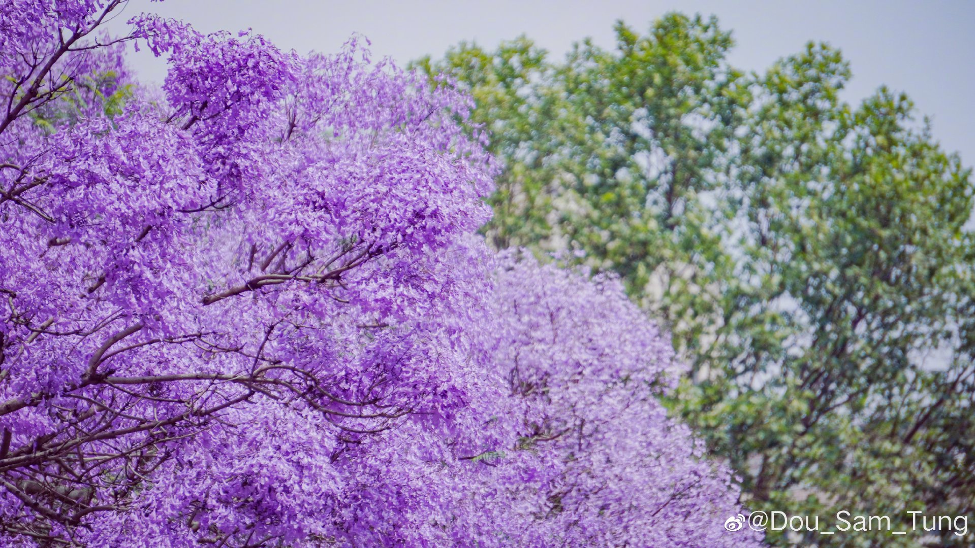 在这个好似盛夏的初夏 停下来看看紫色的云 昆明蓝花楹