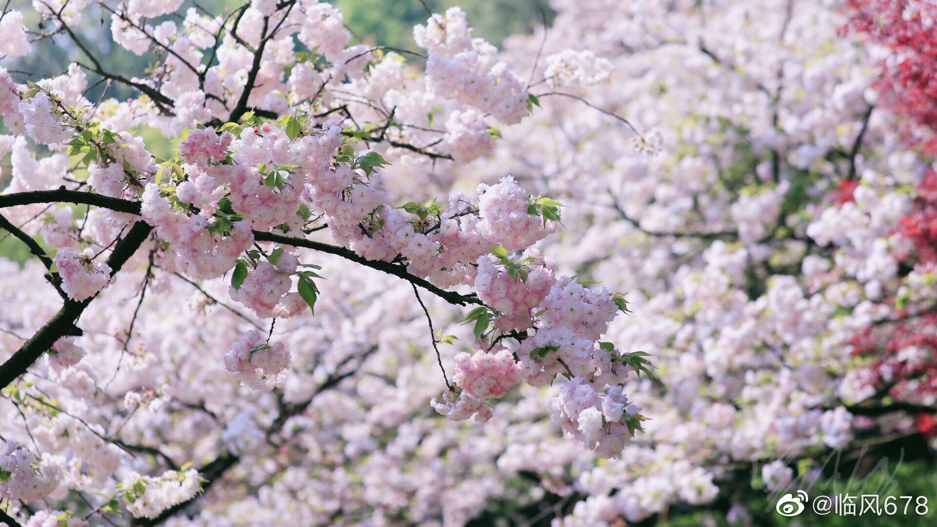 又见花开,最美人间四月天杭州乌龟潭 晚樱盛开时_高清图集_新浪网