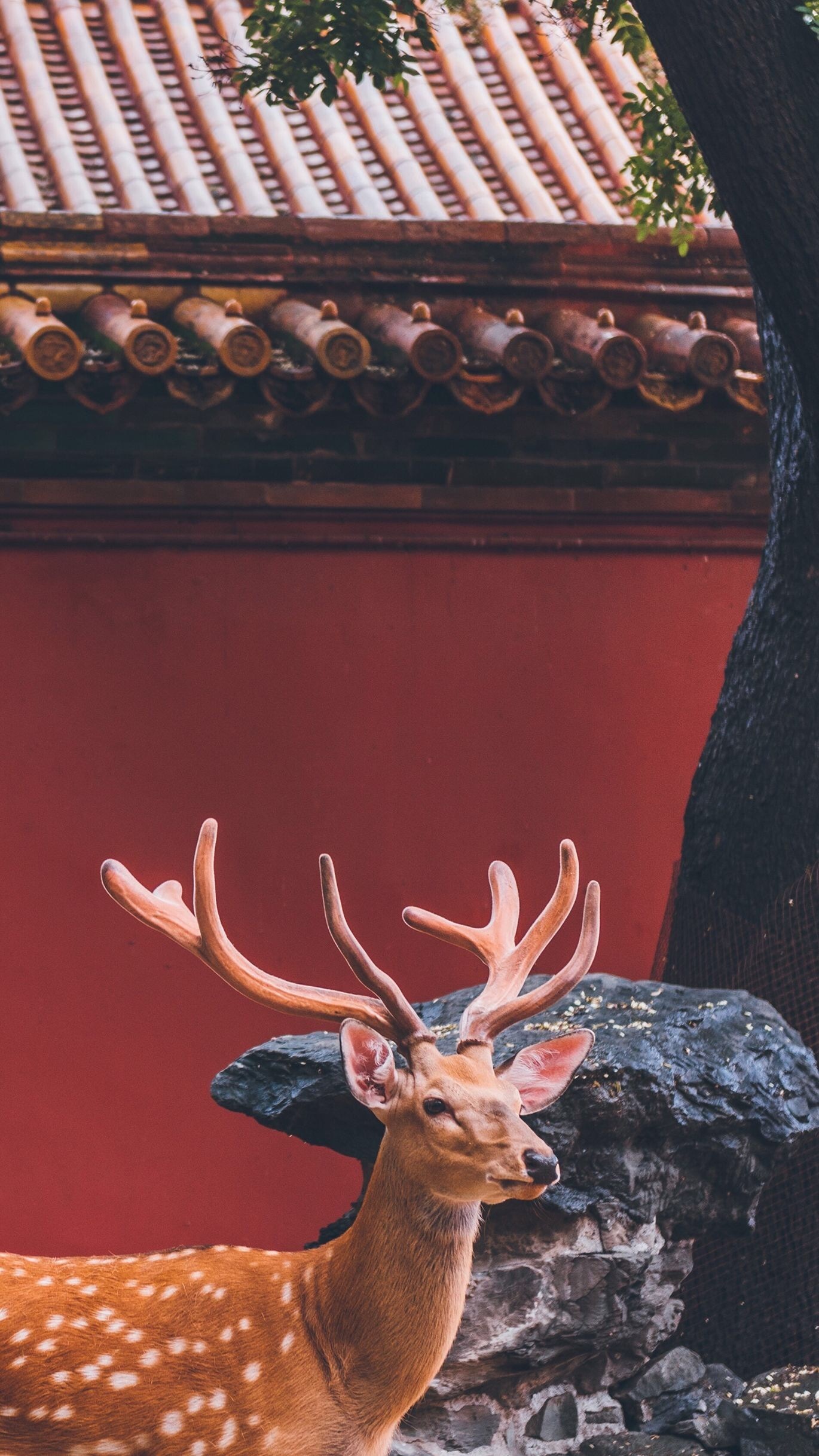 红墙下的梅花鹿_高清图集_新浪网