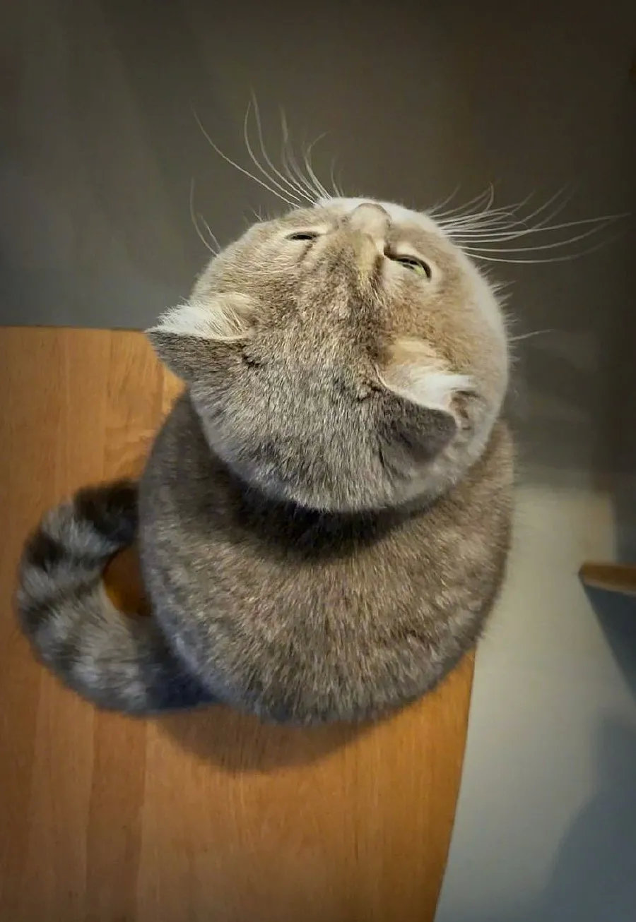 就没见过头比这更圆的猫咪了