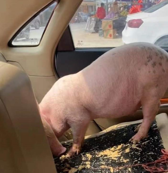 猪在车上的表情包图片