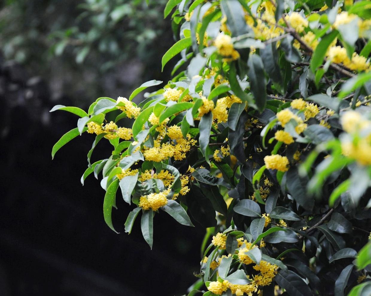 桂花飘香十里受人喜欢,但养好却不简单!