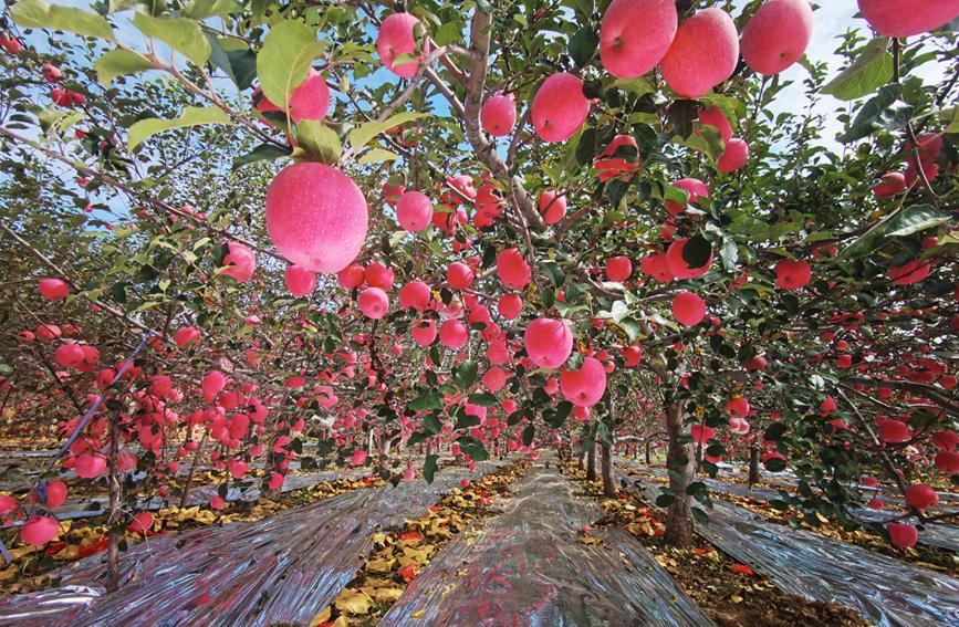 山西吉县:苹果"红"起来 农民富起来|地头|红富士|山脚下_新浪新闻