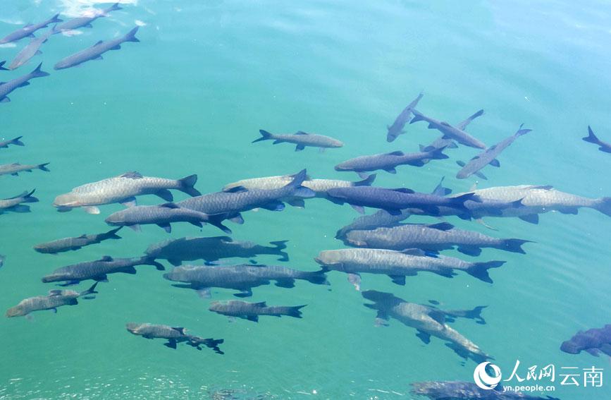 云南抚仙湖再现"青鱼阵"|再现|时而|10_新浪新闻
