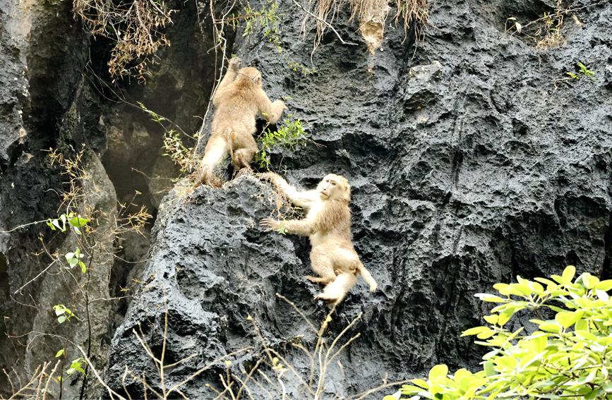 广西大新频现熊猴 生物多样性再添惊喜|广西壮族自治区|猕猴|崇左市|大新县|恩城国家级自然保护区_新浪新闻