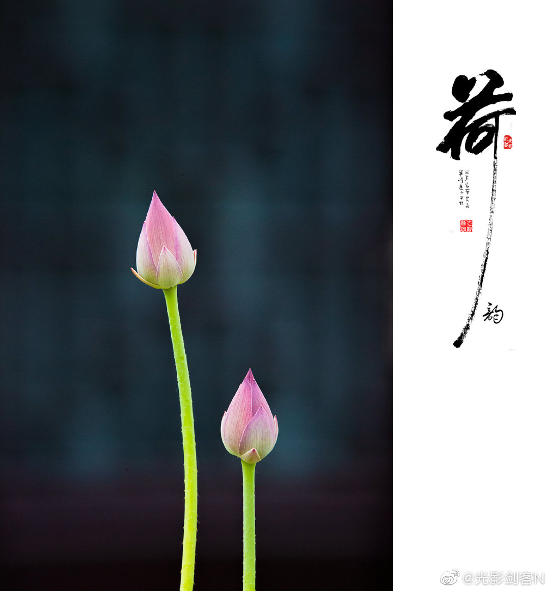六月荷塘花初开荷韵 黑与白 南京莫愁湖公园 六月荷塘花初开荷韵 黑与白 南京莫愁湖公园