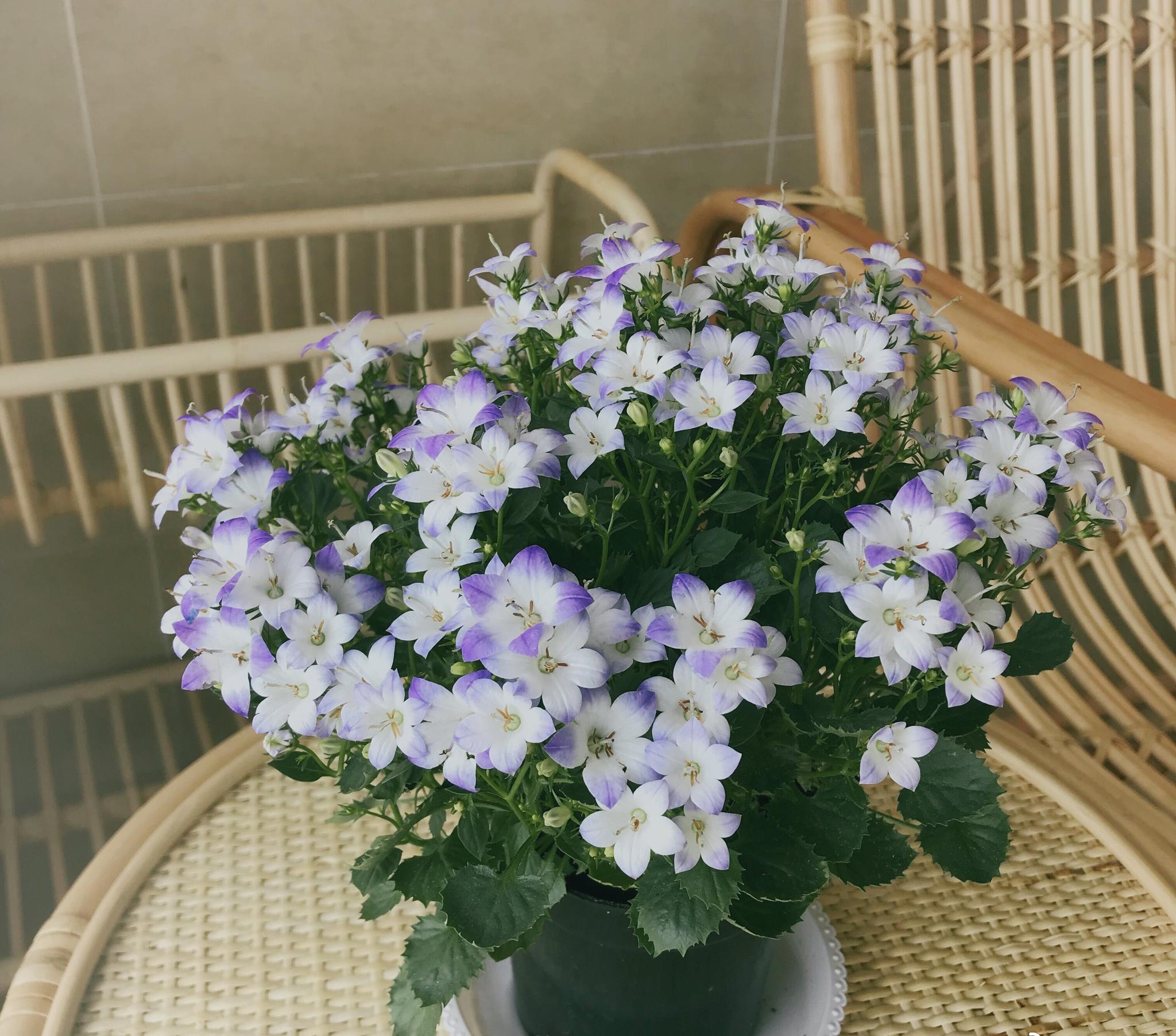 新型阳台盆栽花梦幻风铃草花色清新文艺风满满