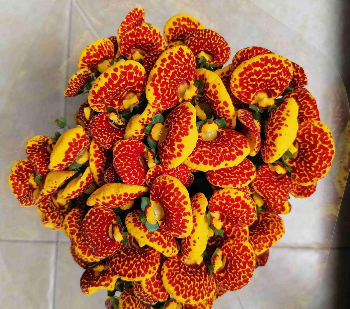 家里养盆钱袋子花新的一年祈祷好运招财进宝好兆头