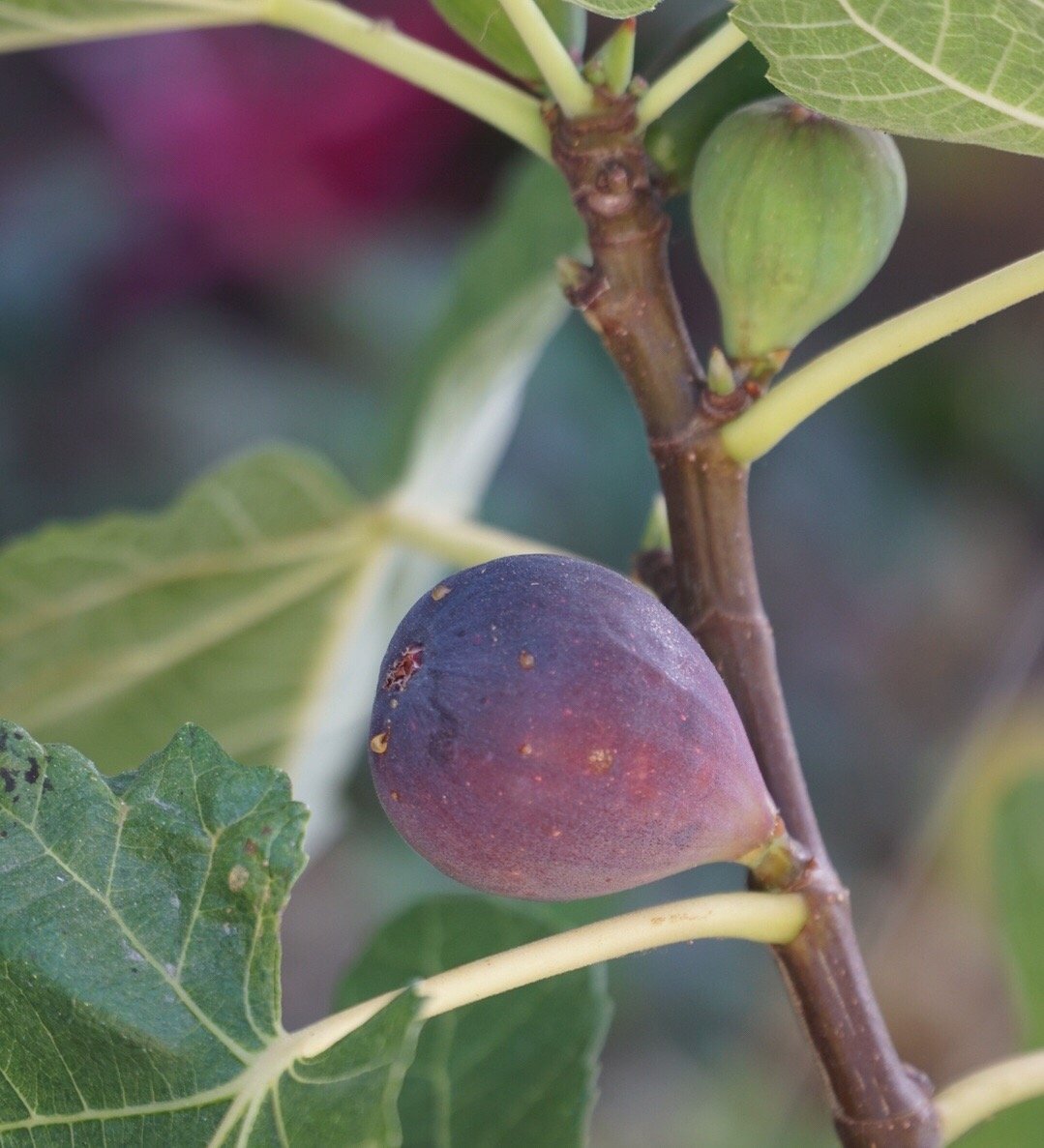 无关的果树学名词与概念有哪些