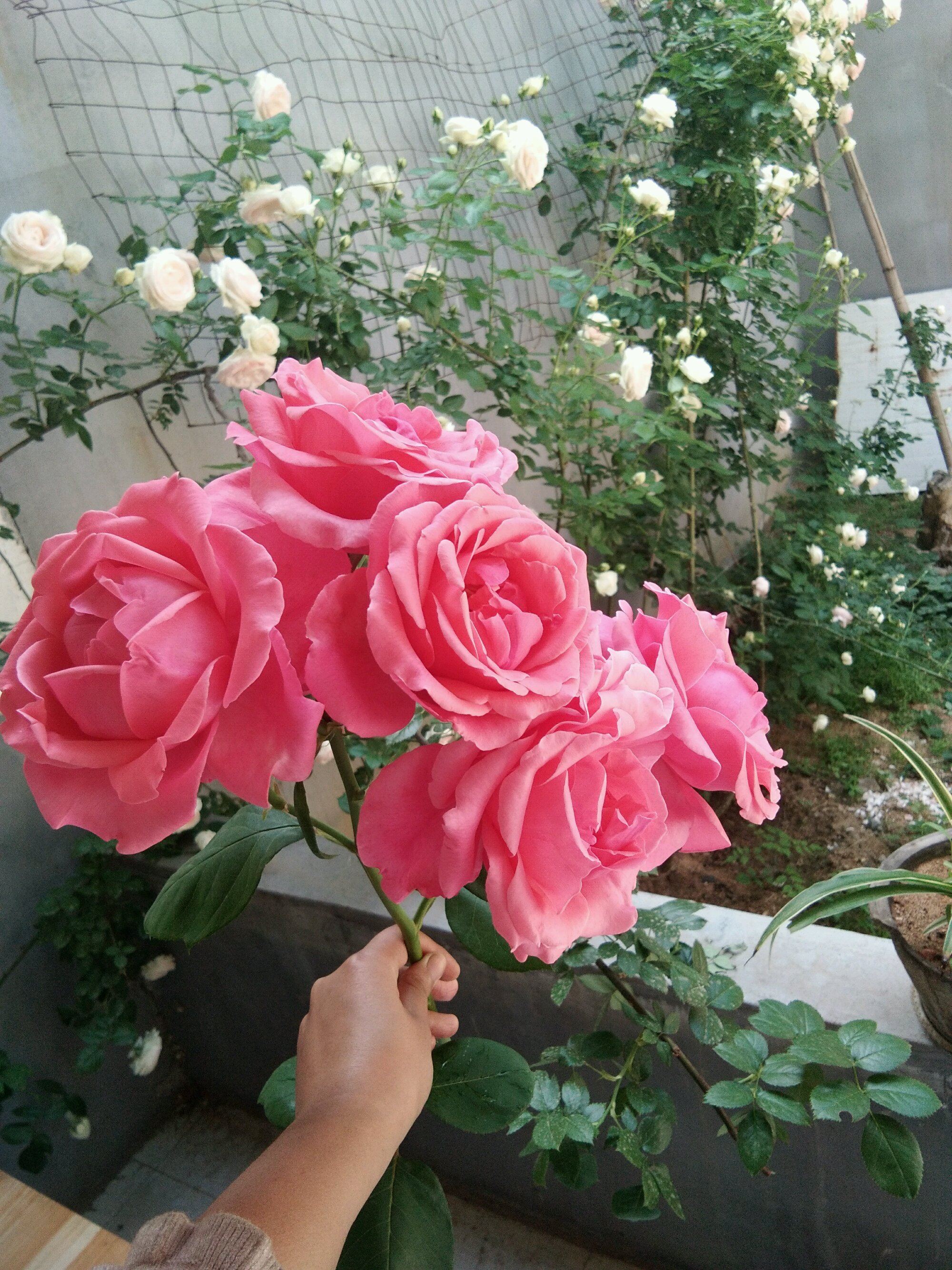 月季的佼佼者—粉扇,不输欧月日月,南北都能养,四季有花看!